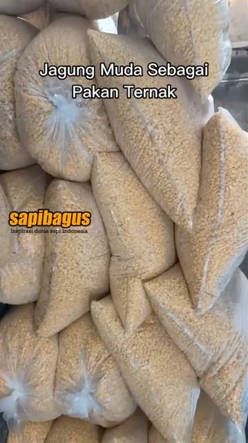 Bahan-Baku-Pakan-Ternak-Jagung-Muda